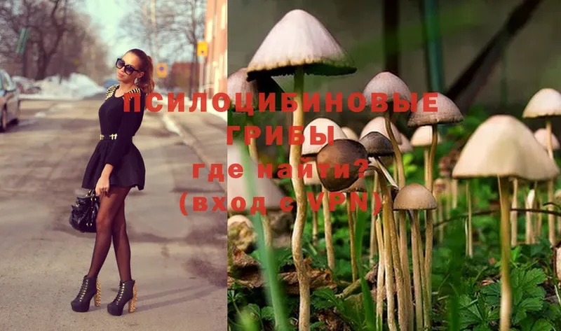 магазин    Кукмор  Галлюциногенные грибы Psilocybe 